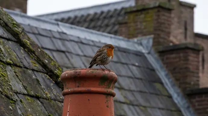 Vogelnest in schoorsteen